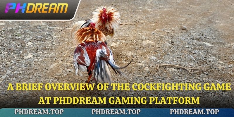 A brief overview of the cockfighting game at Phdream gaming platform