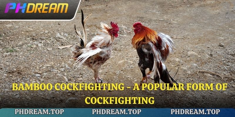 Bamboo Cockfighting - A Popular Form of Cockfighting