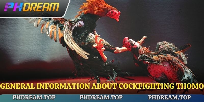 General information about Cockfighting Thomo