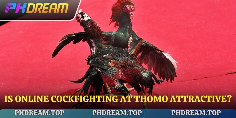 Is online cockfighting at Thomo attractive?