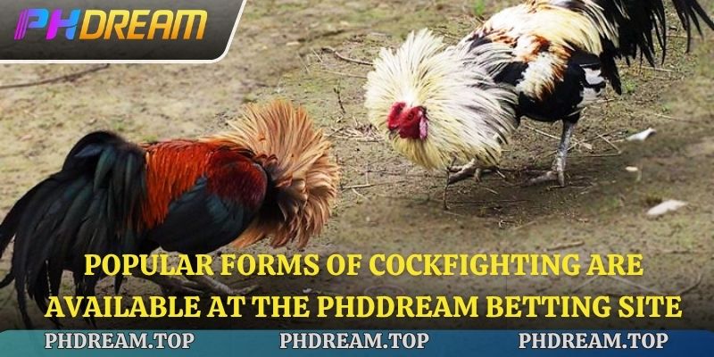 Popular forms of cockfighting are available at the Phdream betting site