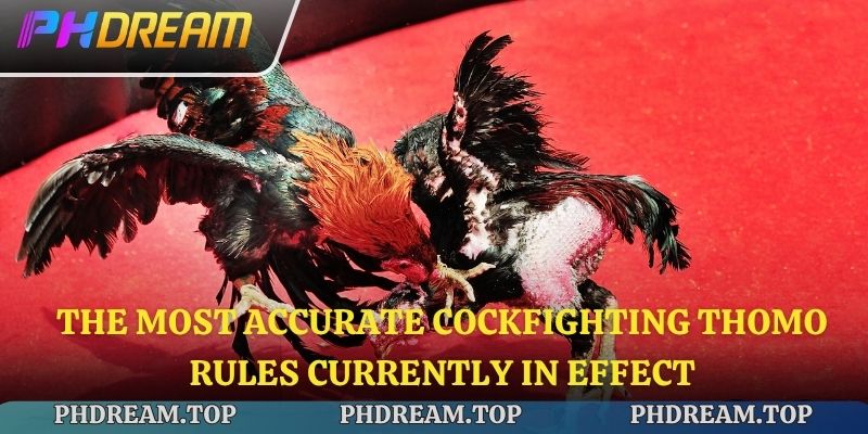 The most accurate Cockfighting Thomo rules currently in effect