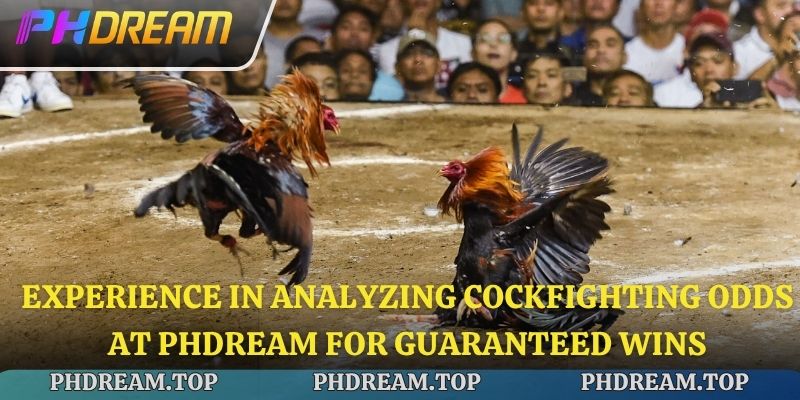 Experience in analyzing cockfighting odds at Phdream for guaranteed wins