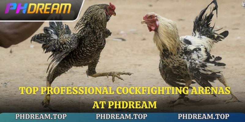 Top professional cockfighting arenas at Phdream