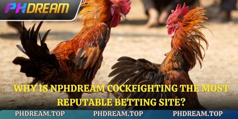 Why is NPhdream Gamechicken the most reputable betting site?